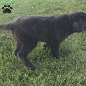 Ashley, Newfoundland Puppy